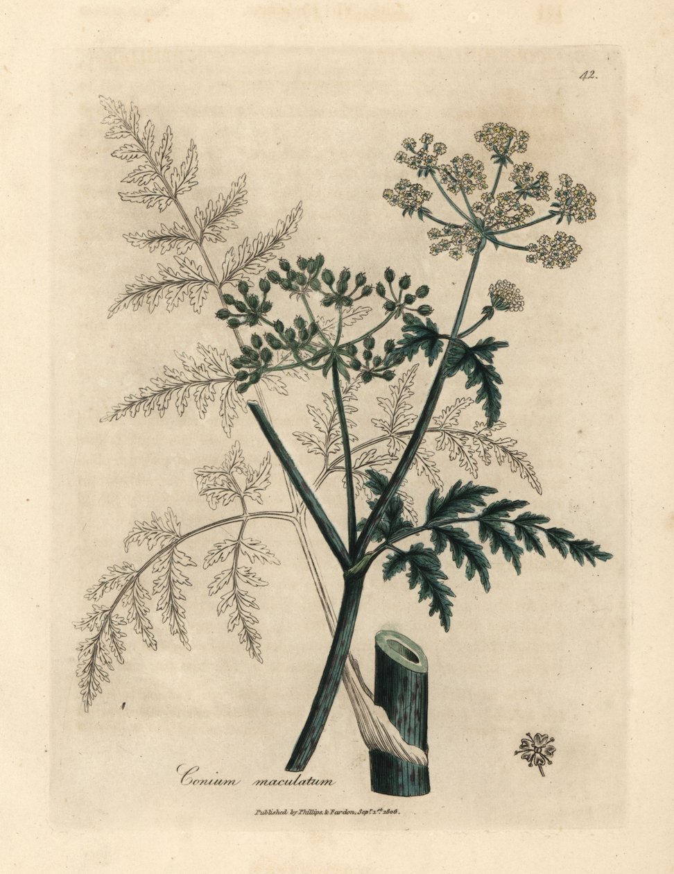 Blätter und Blüten des Schierlings, Conium maculatum von James Sowerby