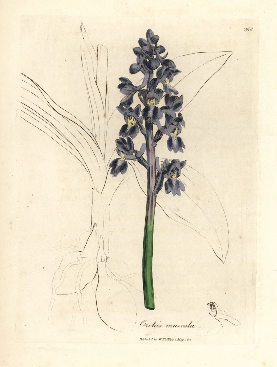 Männliches Knabenkraut, Orchis mascula von James Sowerby