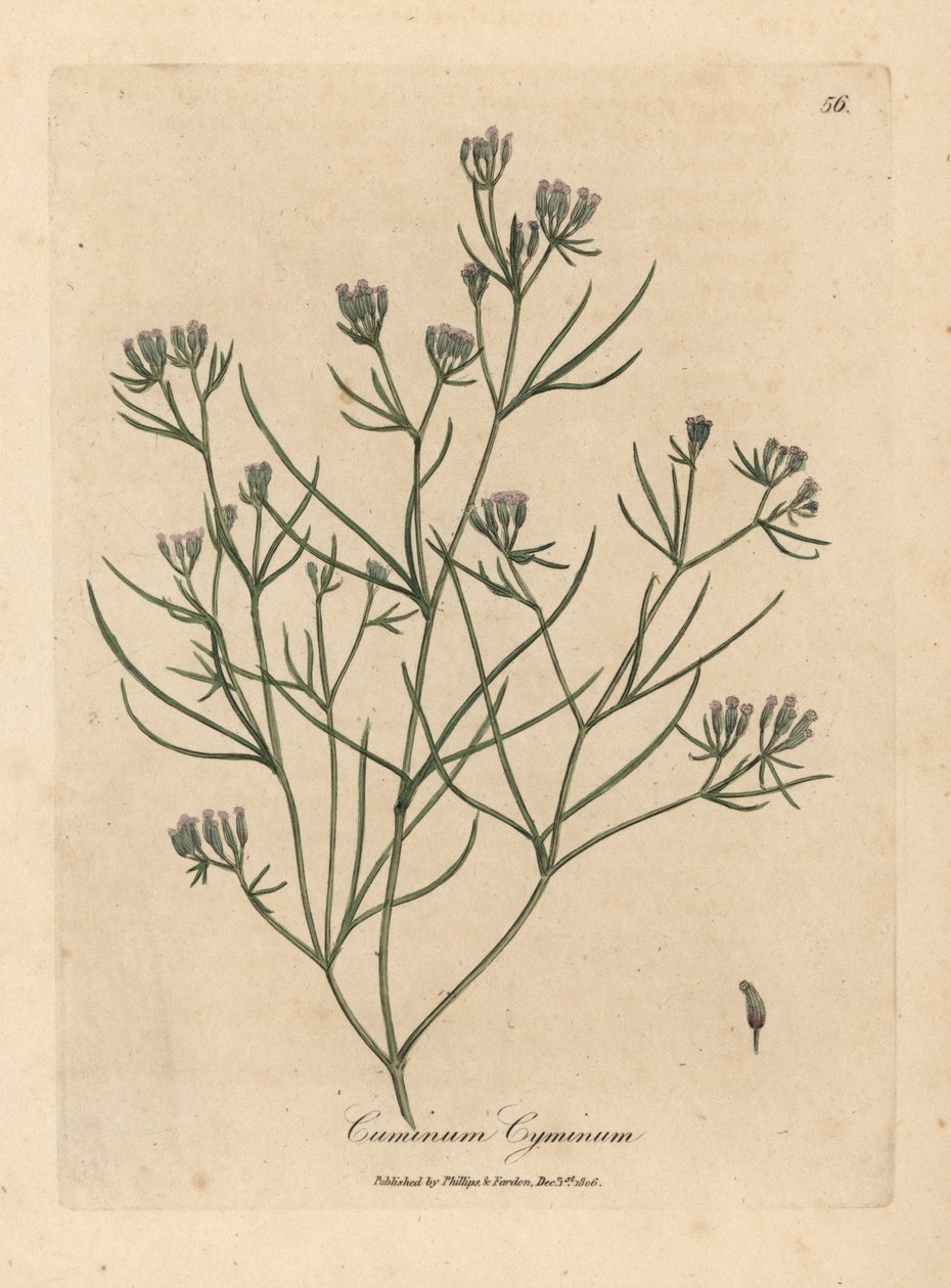 Rosa blühender Kümmel, Cuminum cyminum von James Sowerby