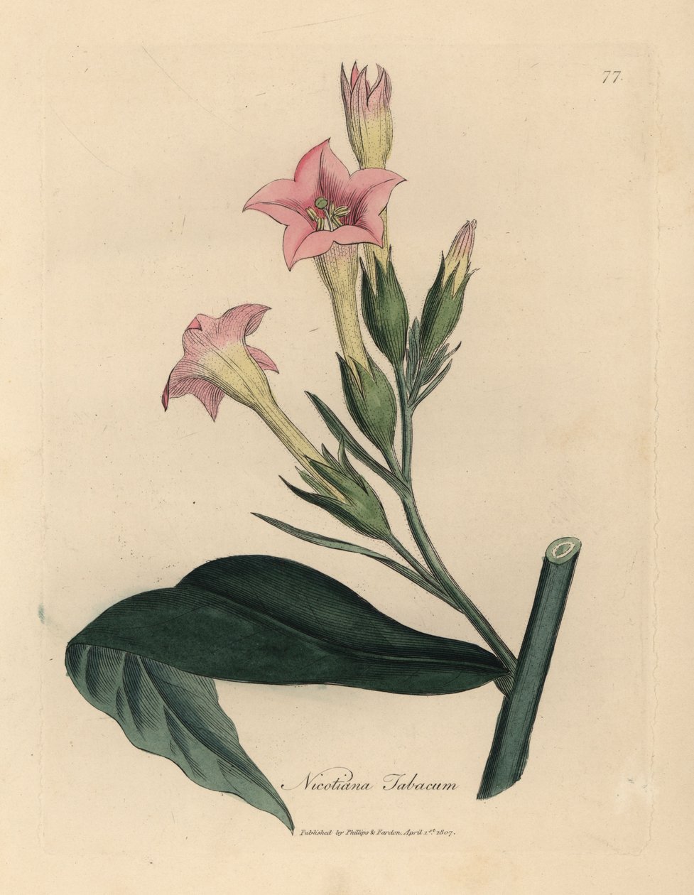 Rosa blühende Tabakpflanze, Nicotiana tabacum von James Sowerby