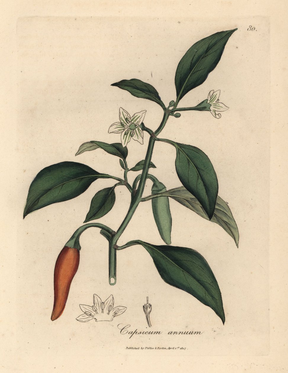 Weißblühender, scharlachroter Guinea-Pfeffer, Capsicum annuum von James Sowerby