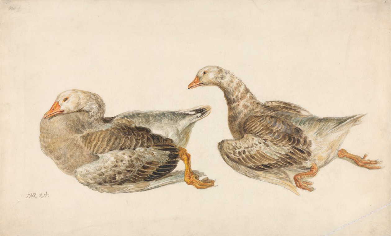 Studien von Gänsen von James Ward