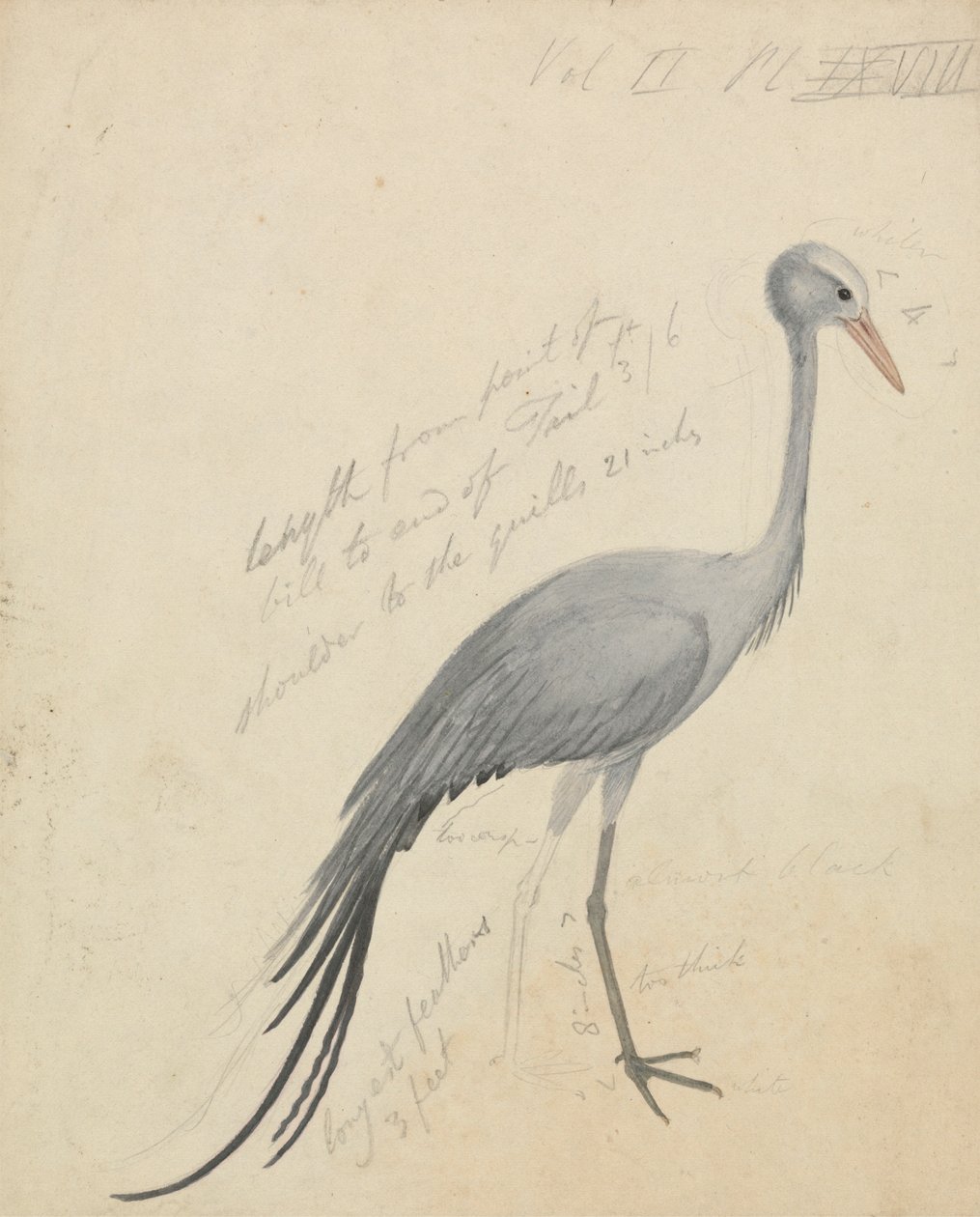 Ein Kranich von James de Carle Sowerby