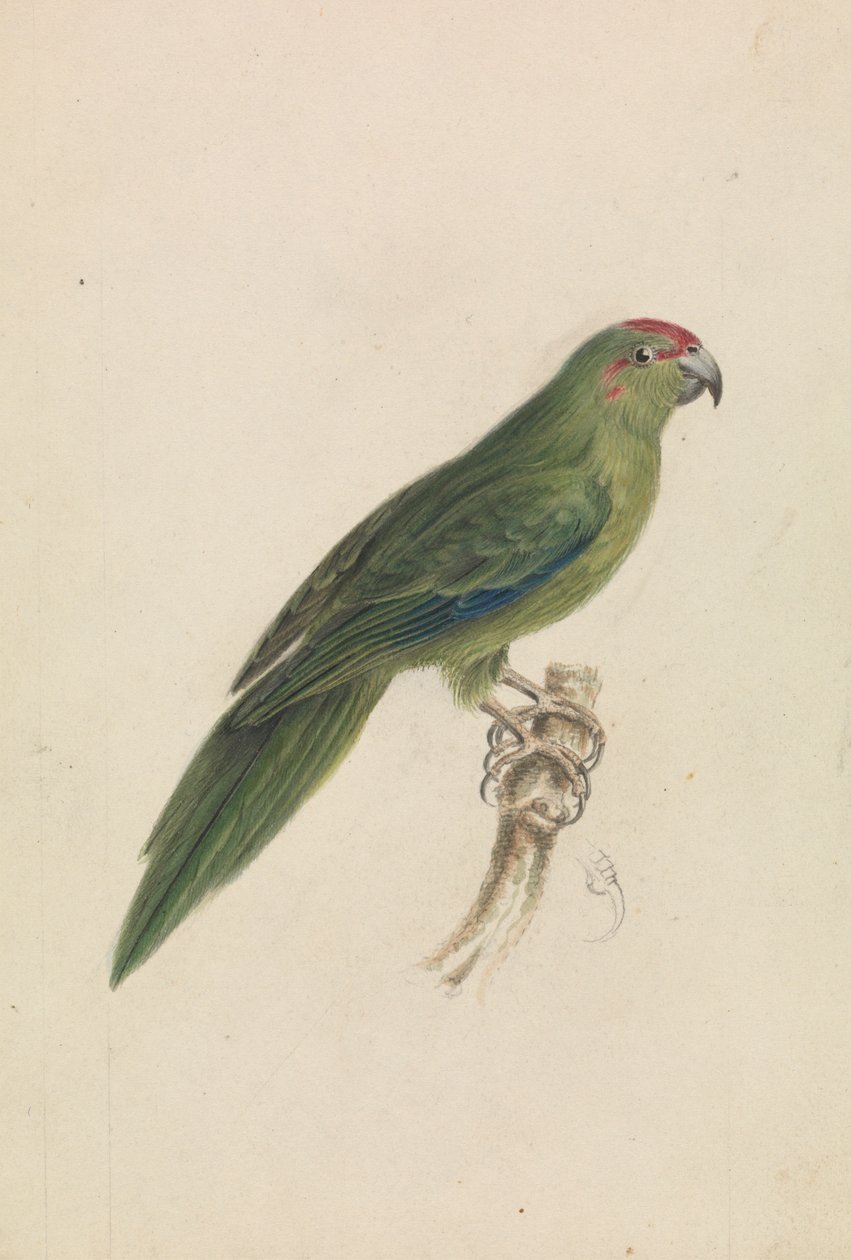 Ein Papagei von James de Carle Sowerby