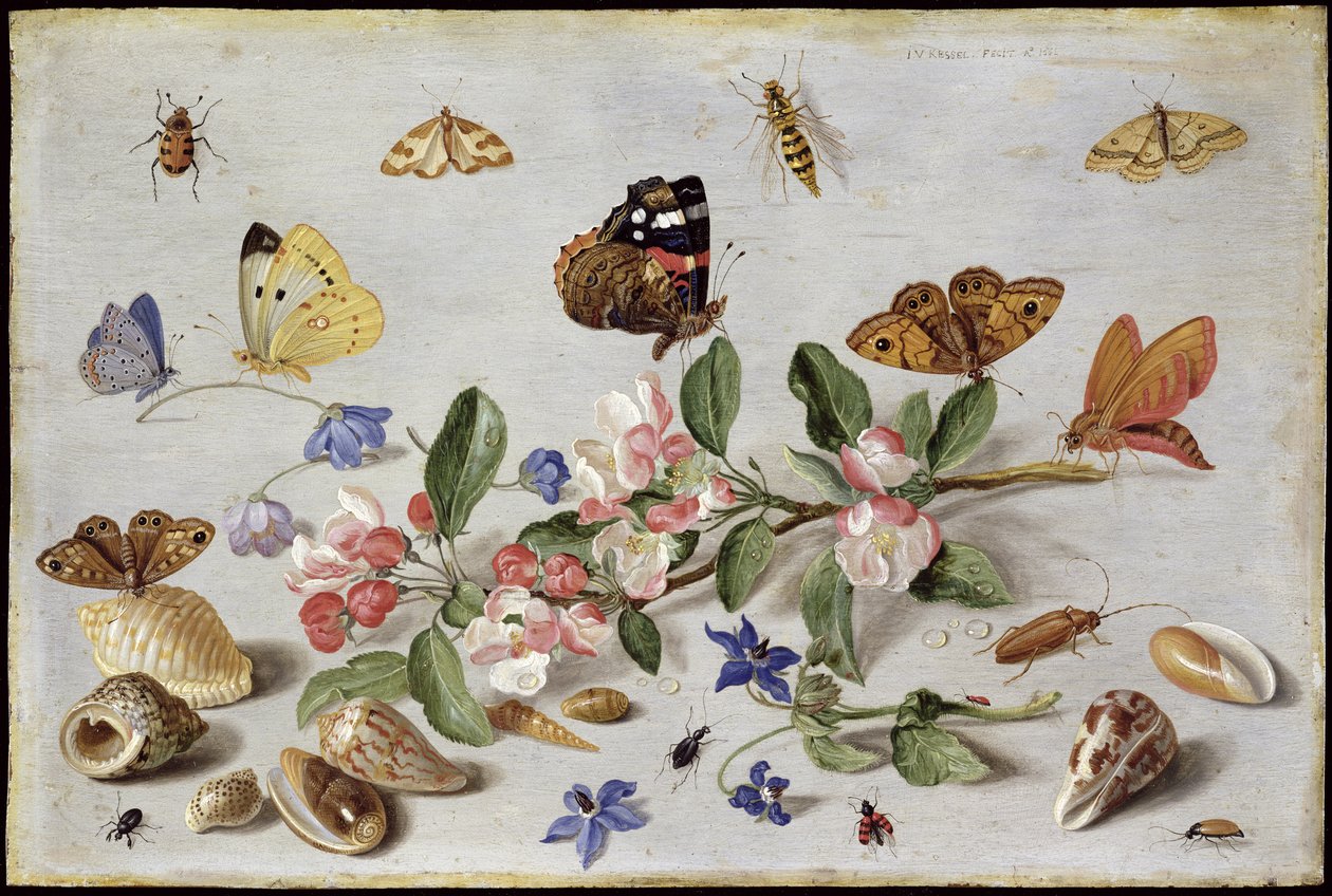 Insekten von Jan van Kessel the Elder
