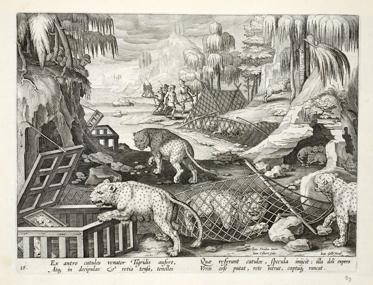 Fangen von Leoparden mit Hilfe von Netzen und Käfigen, die mit Spiegeln geködert sind, Illustration aus 