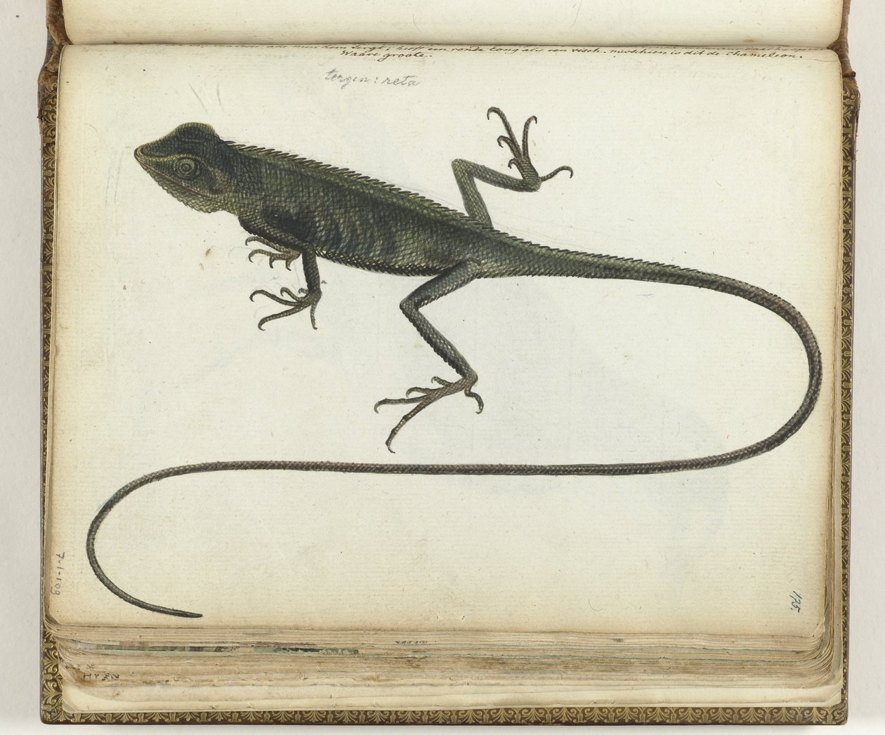Baumeidechse von Jan Brandes