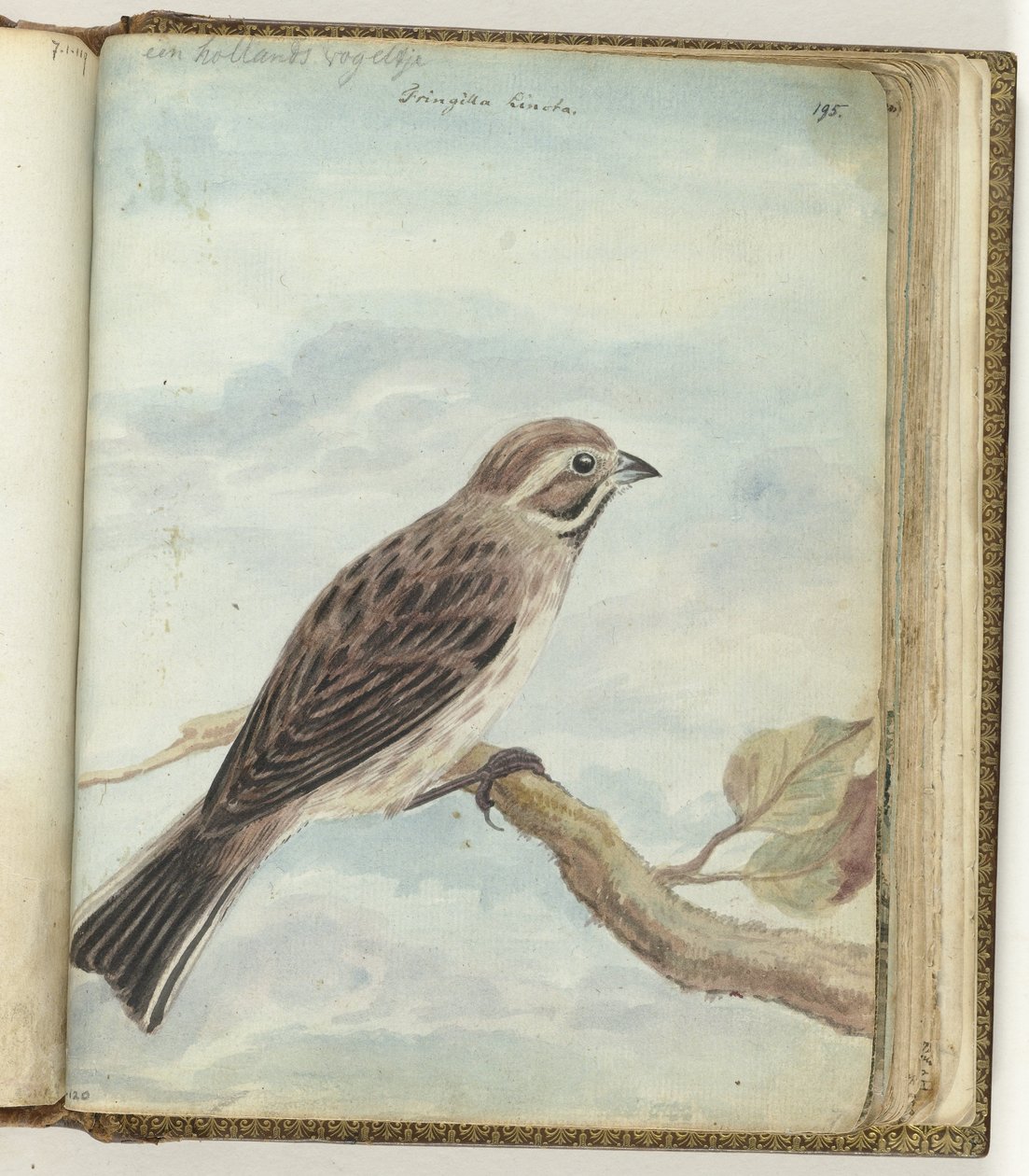 Holländischer Vogel von Jan Brandes