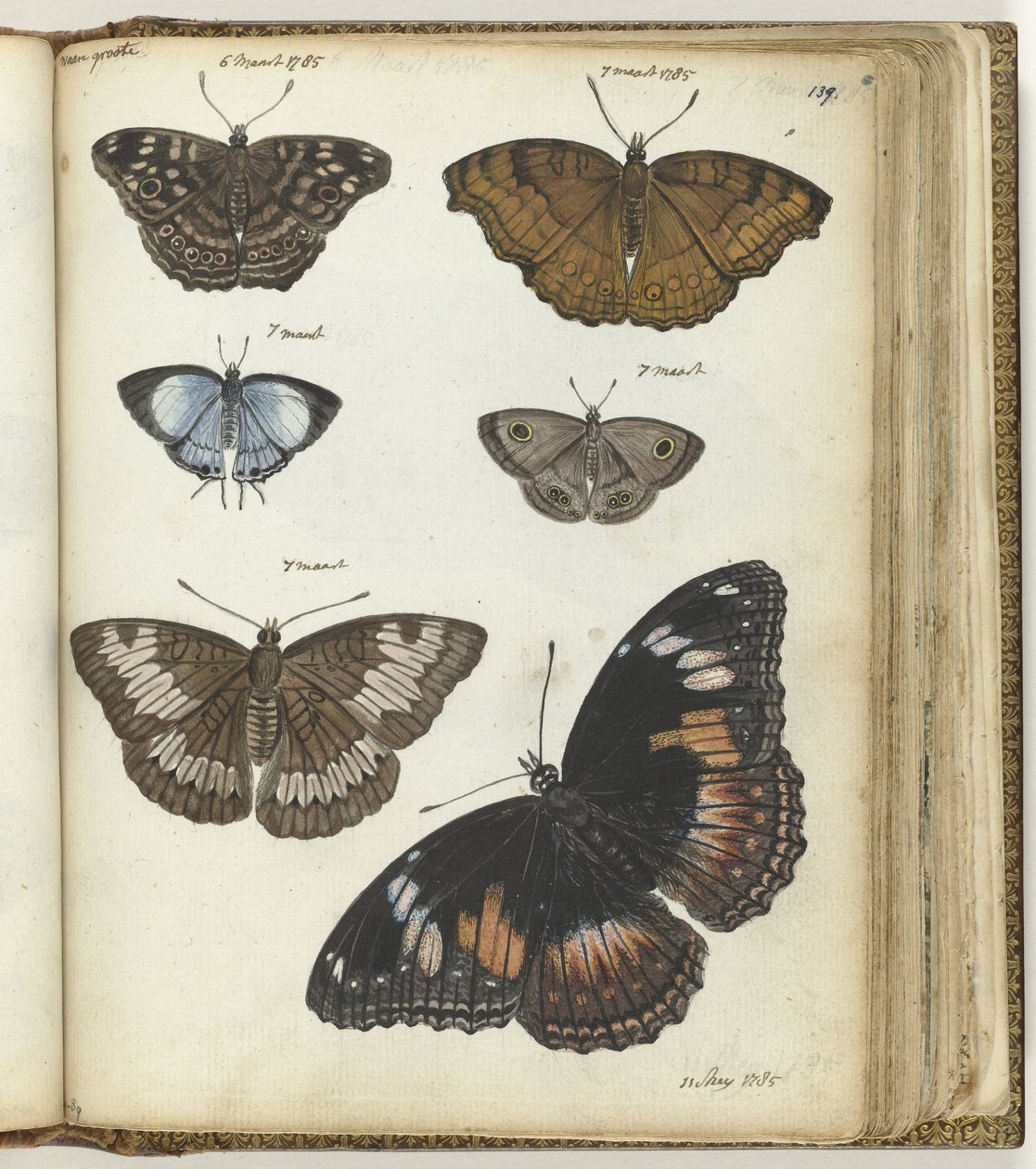 Indische Schmetterlinge von Jan Brandes