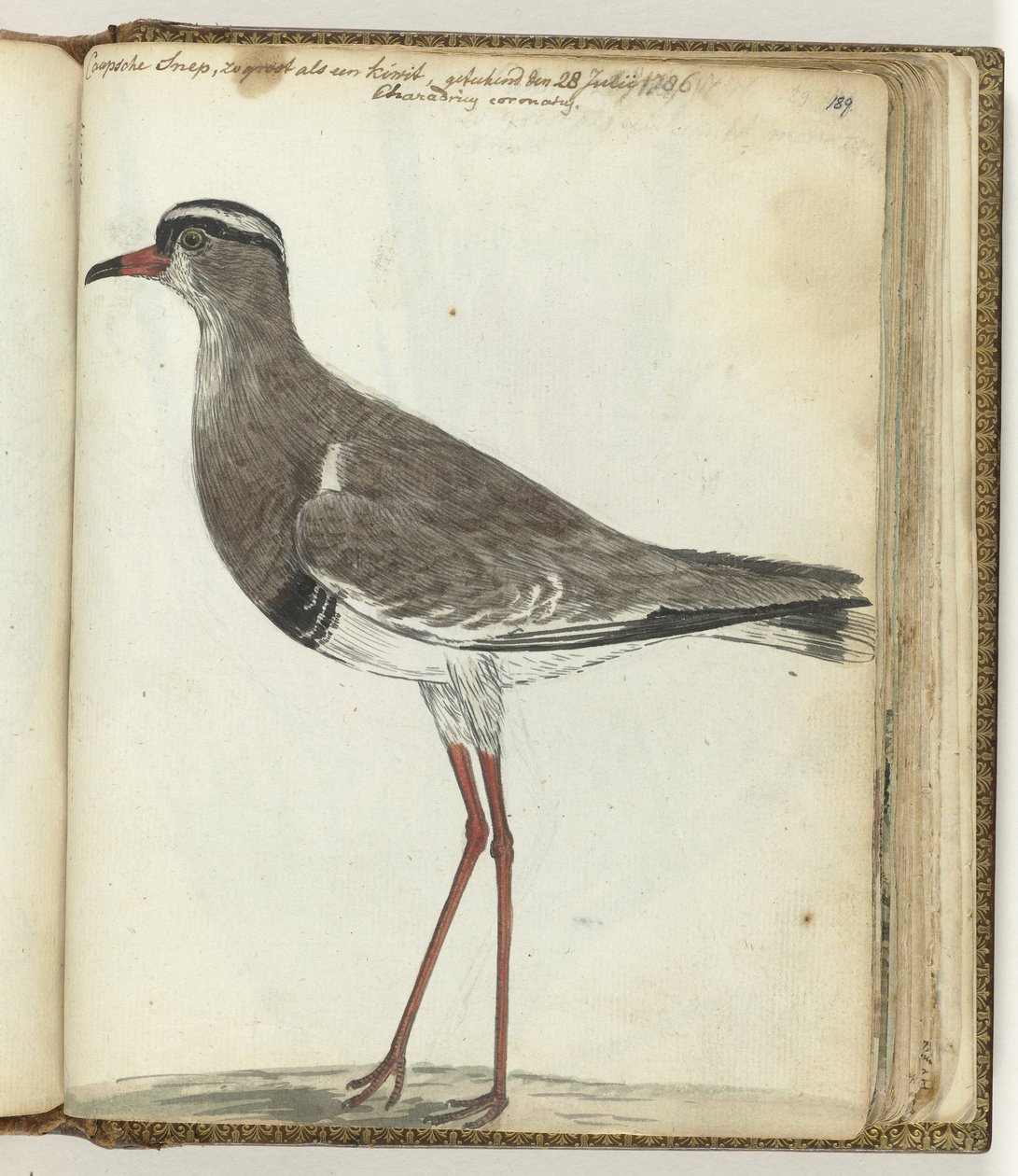 Kap-Schnepfe von Jan Brandes
