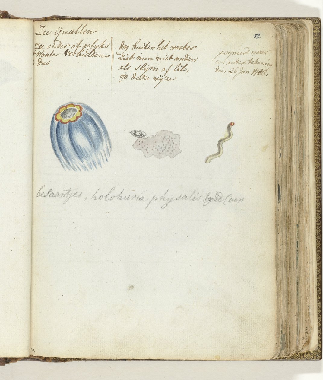 Quallen von Jan Brandes