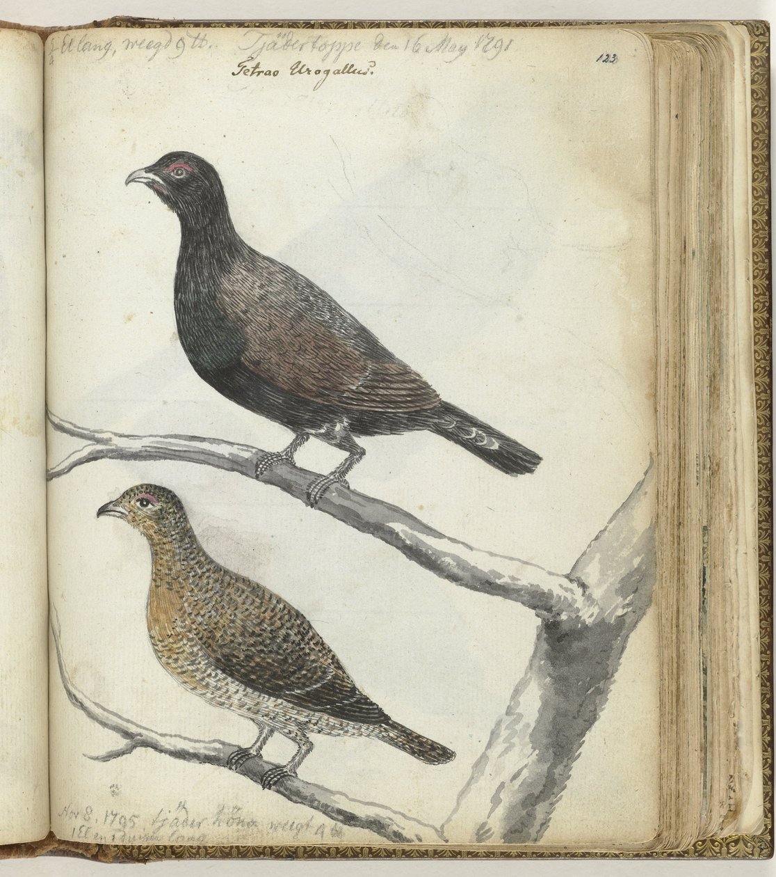 Schwedische Vögel von Jan Brandes