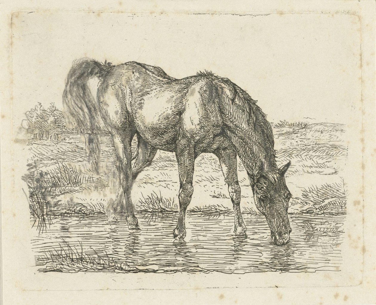 Trinkendes Pferd von Jan Dasveldt