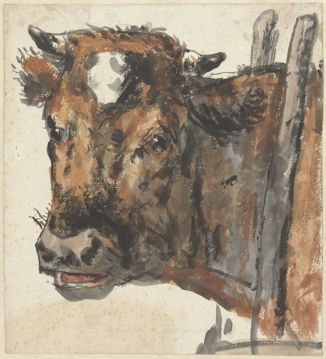 Kopf einer Kuh von Jan Kobell (II)
