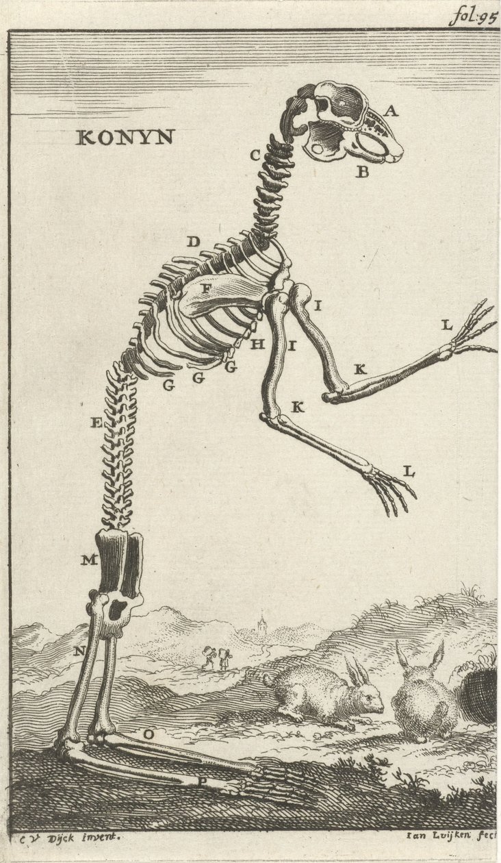 Skelett eines Kaninchens (Konyn) von Jan Luyken