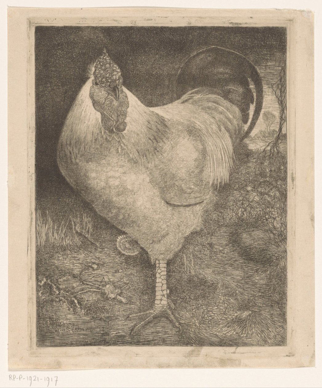 Hahn auf einem Bein von Jan Mankes