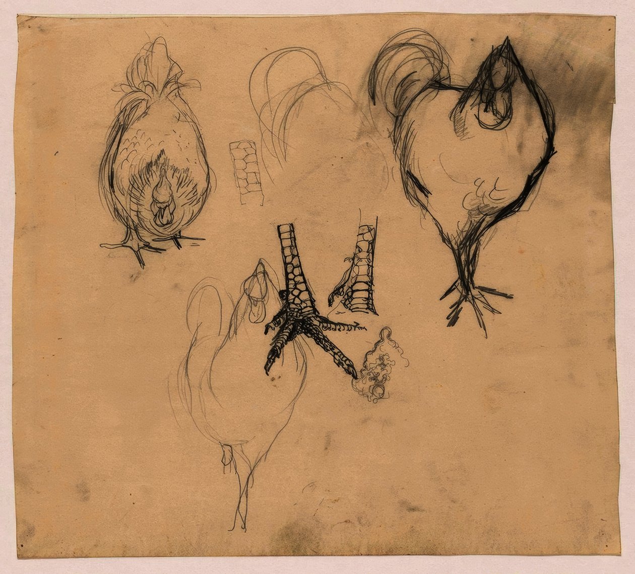Studien eines Hahns und eines Huhns von Jan Mankes