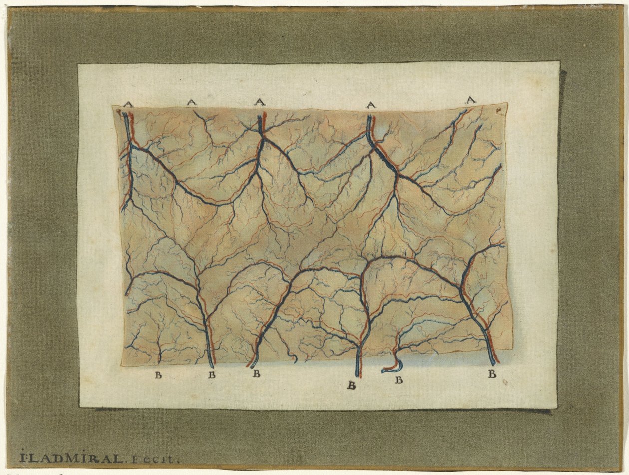 Anatomische Studie des Blutgefäßsystems von Jan l