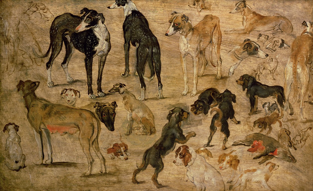 Studie von Hunden, 1616 von Jan the Elder Brueghel