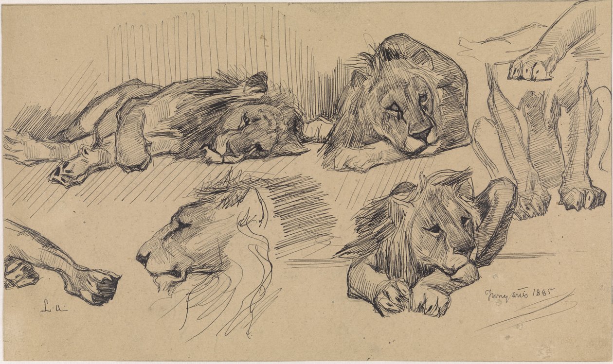 Studienblatt mit Löwen von Jan van Essen