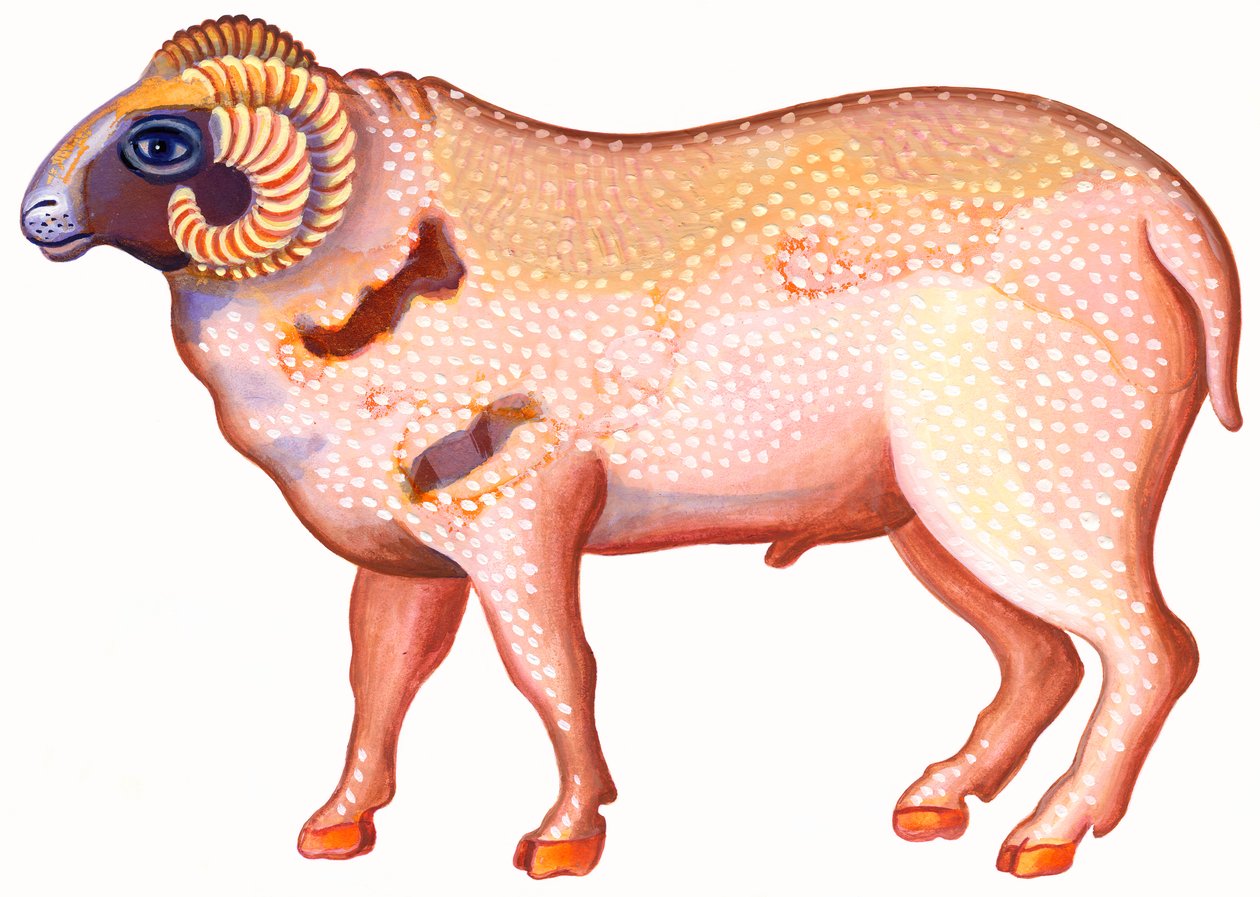 Widder der Ram von Jane Tattersfield