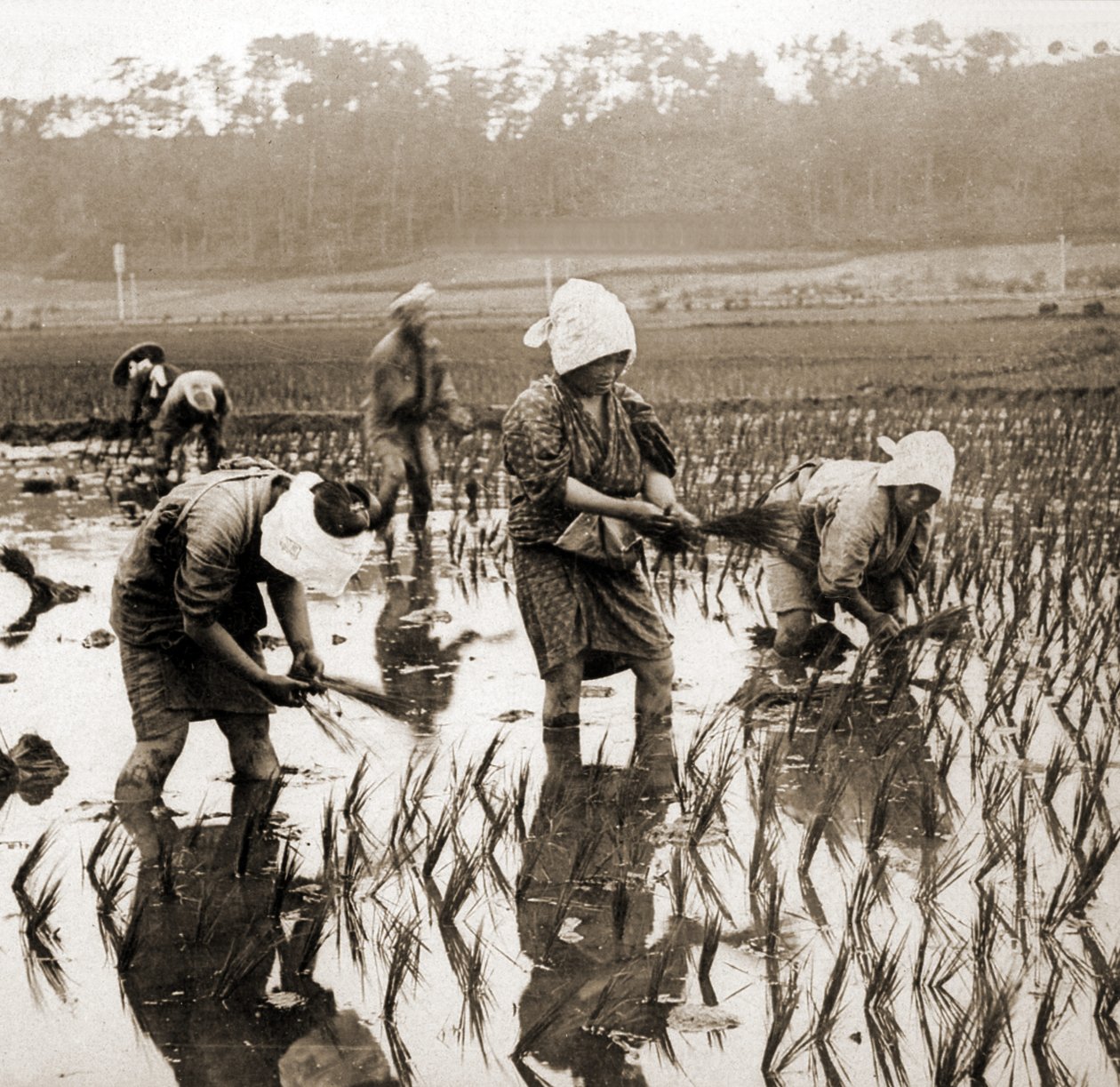 Frauen pflanzen Reis in Japan, um 1900 von Japanese Photographer