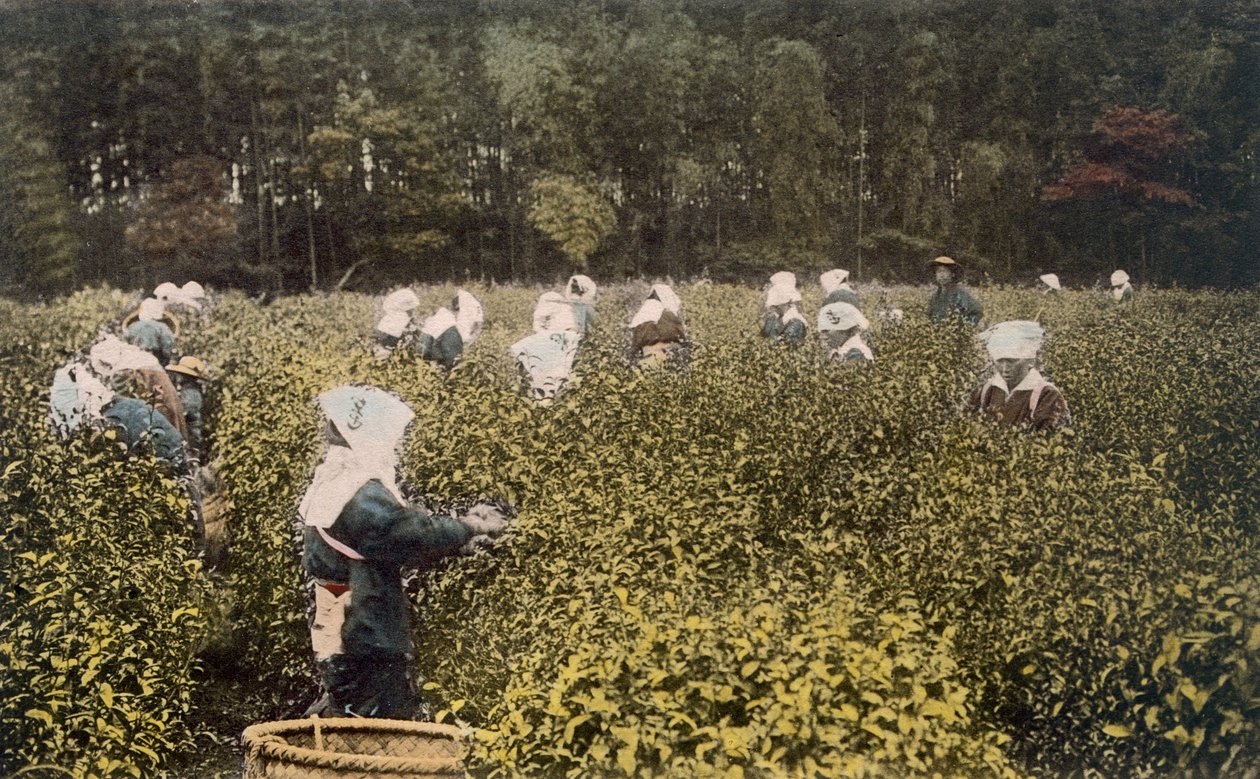 Frauen pflücken Tee, mit männlichem Aufseher von Japanese Photographer