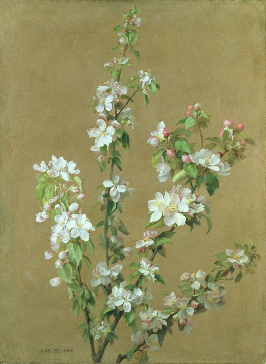 Apfelblüte von Jean Benner