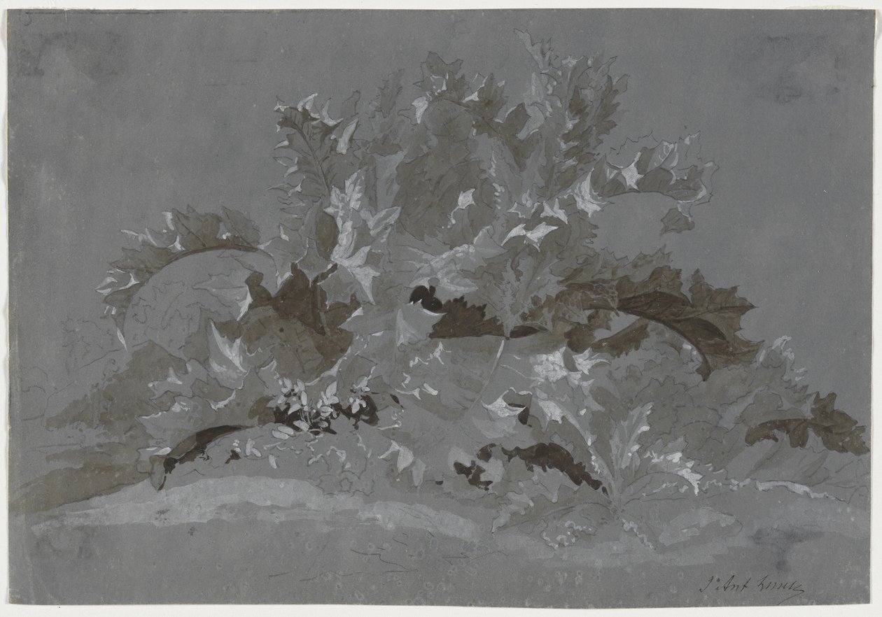 Studie von Unkraut von Jean Antoine Linck