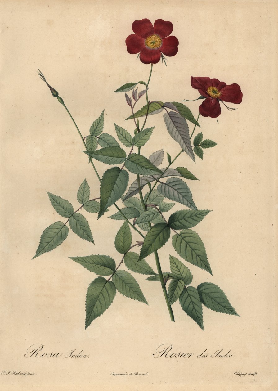 Purpurrote Chinarose, Rosa chinensis von Jean Baptiste Chapuy
