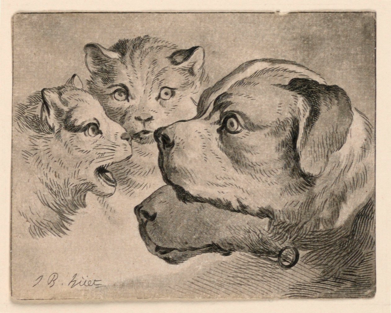 Köpfe von Katzen und Hunden von Jean Baptiste Huet