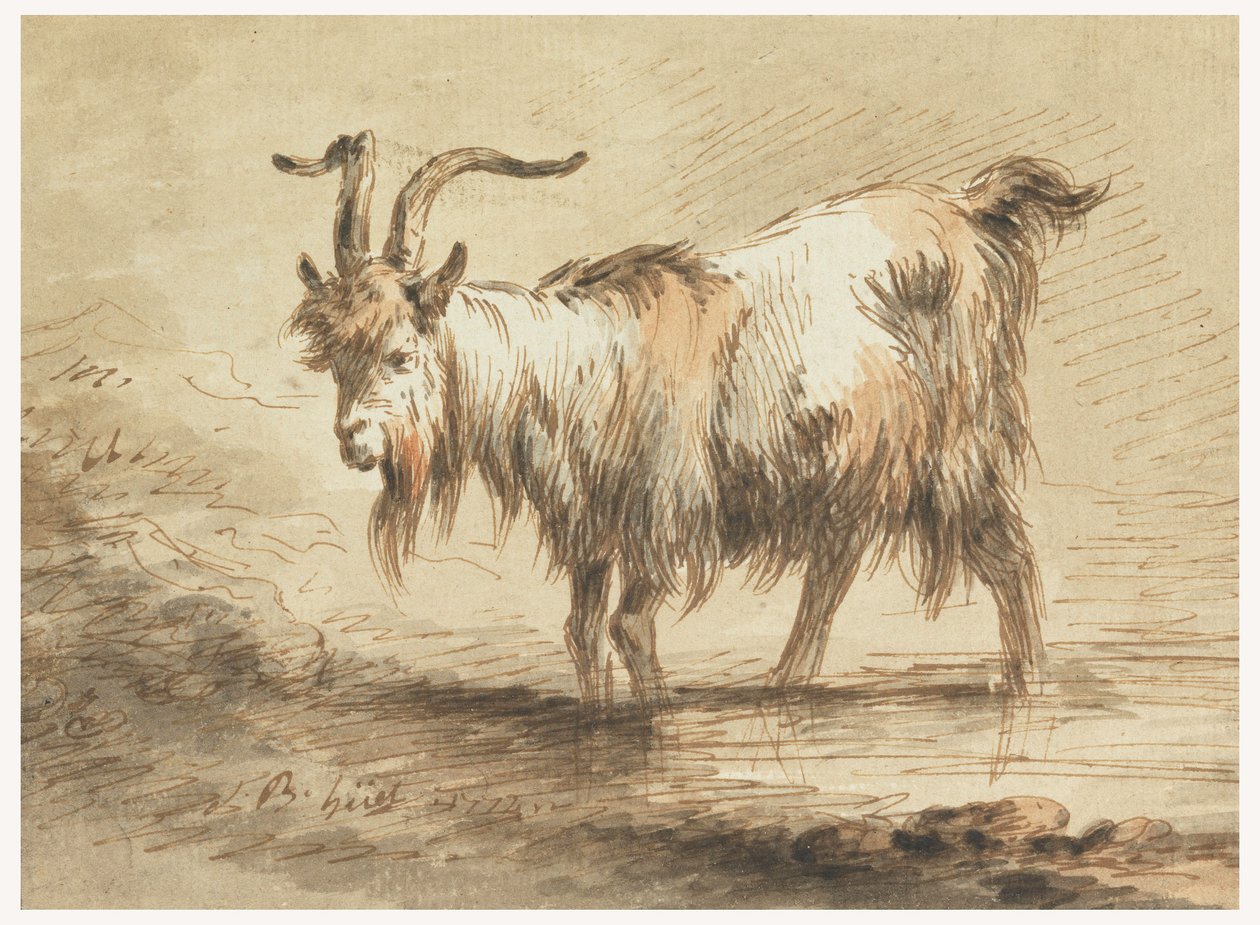 Zeichnung, Studie einer Ziege von Jean Baptiste Huet
