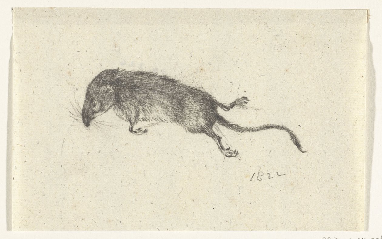 Tote Maus von Jean Bernard