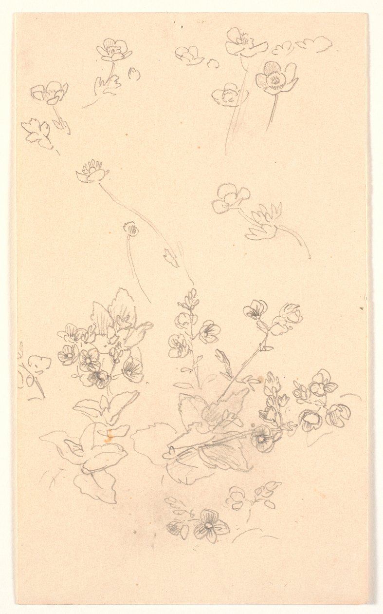 Blumenstudien von Joakim Frederik Skovgaard