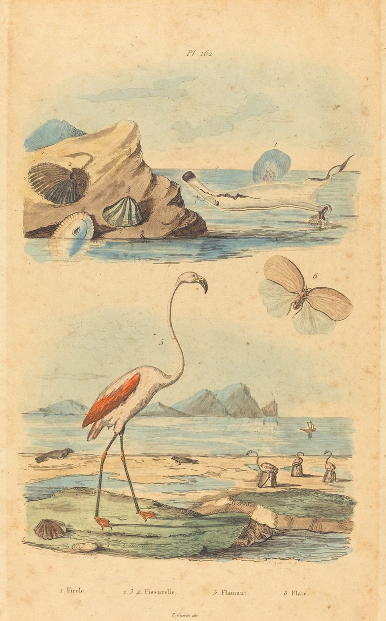Flamingos und Muscheln von Joh. Baptist Pfitzer after Acavie Baron
