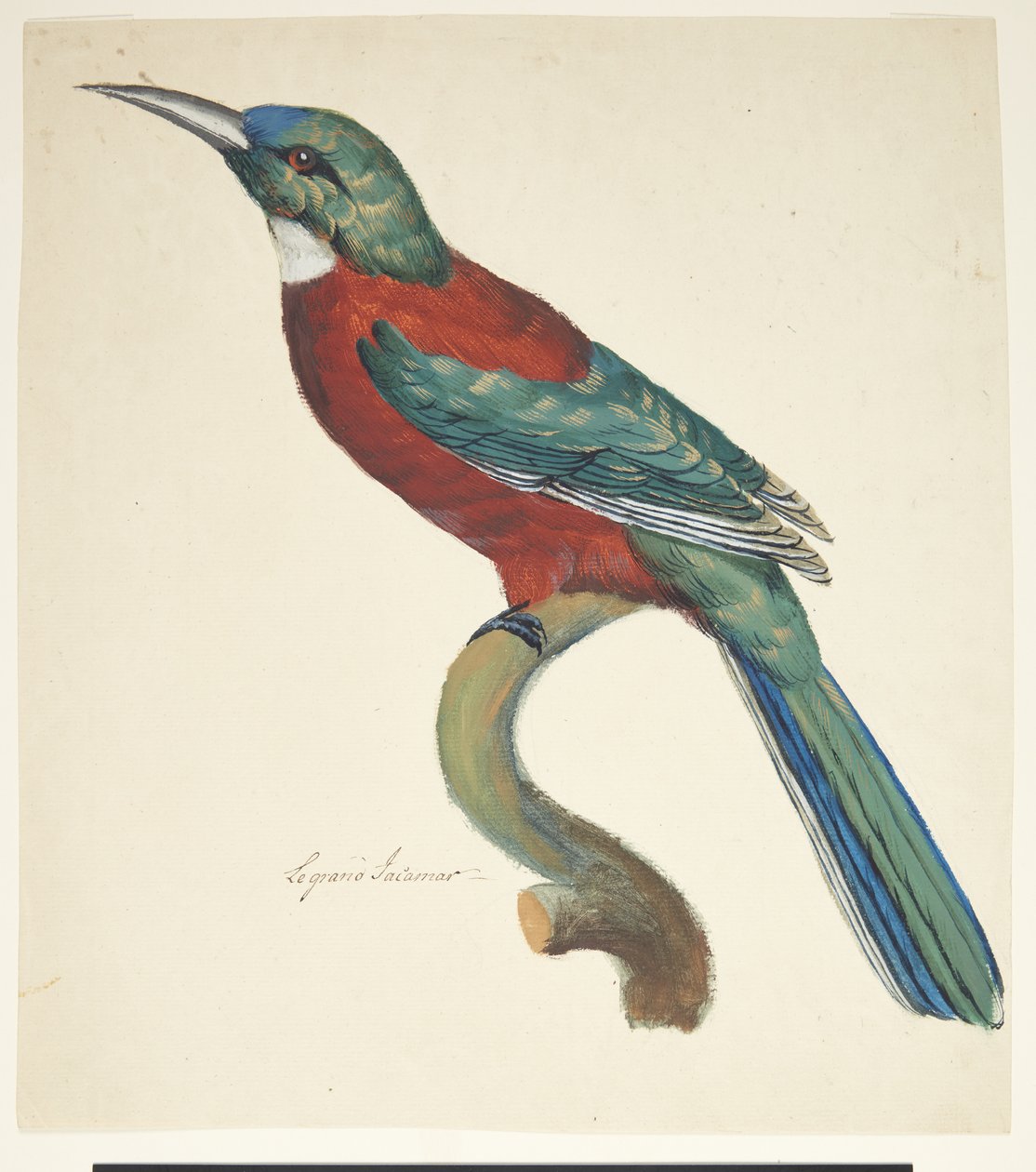 Exotischer Vogel von Johan Christian Ernst Walter
