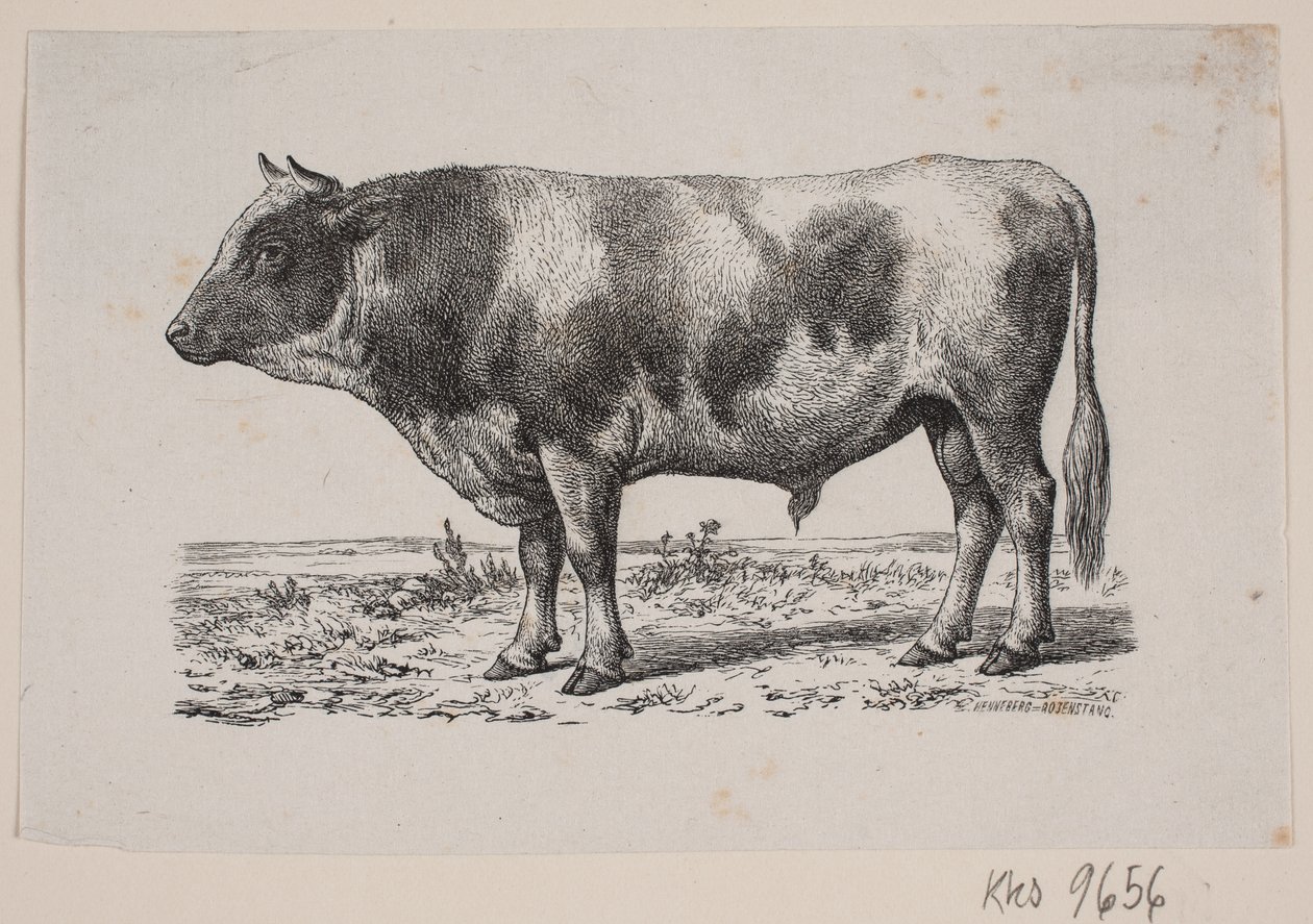 Ein Stier von Johan Frederik Rosenstand