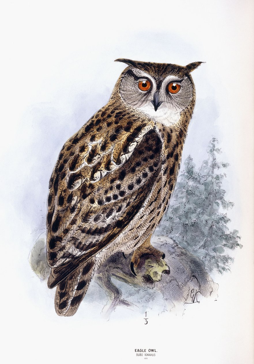 Uhu von Johan Gerard Keulemans