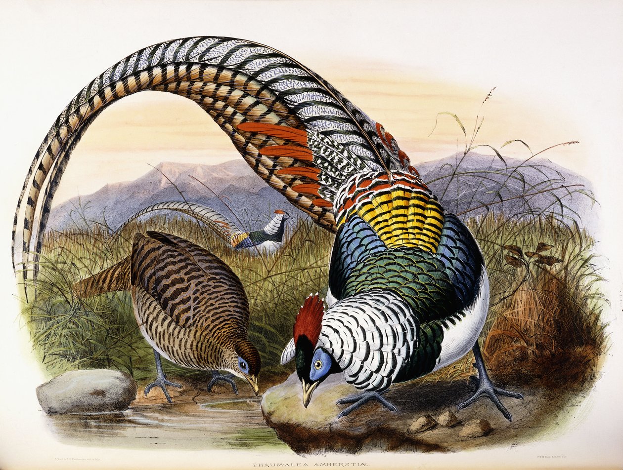 Thaumalea Amherstiae von Johan Gerard Keulemans