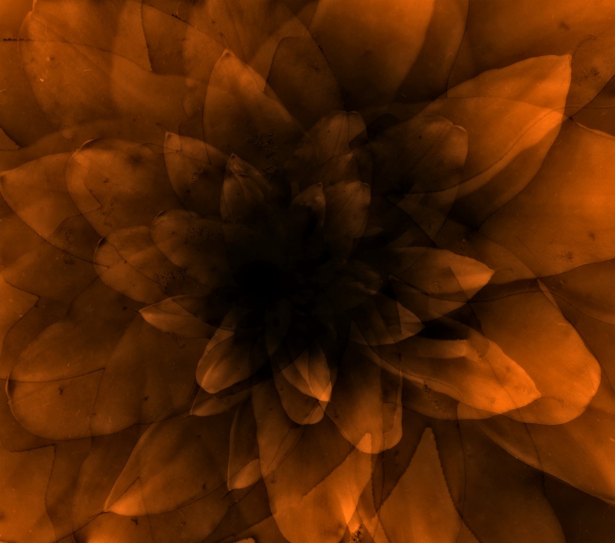 Orange Blume von Johan Lilja