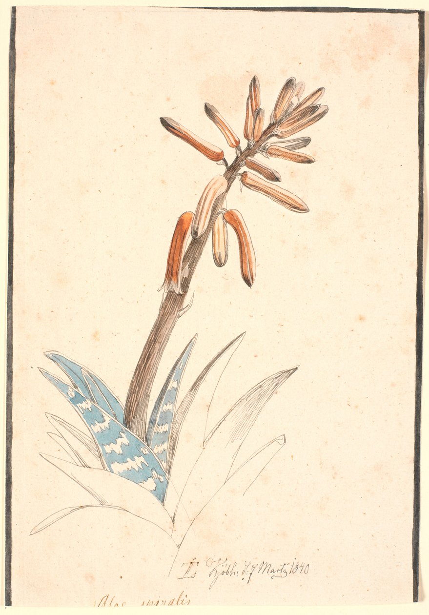 Blühende Aloe von Johan Thomas Lundbye