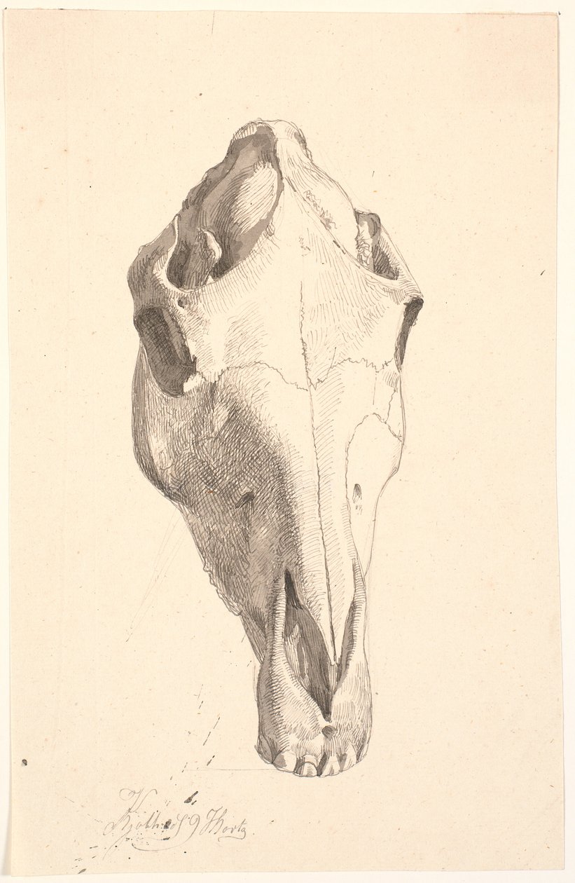 Hirschschädel von Johan Thomas Lundbye