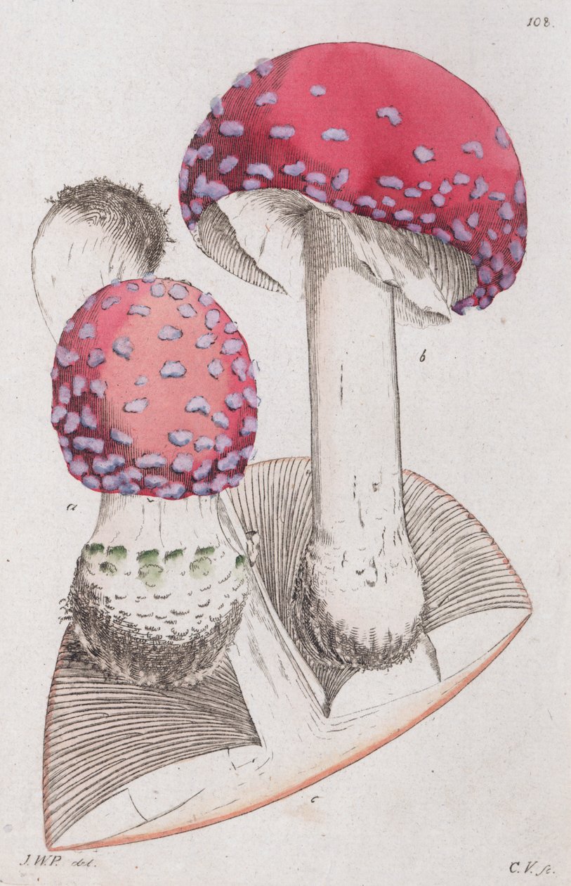 Fliegenpilz, 1804-1811 von Johan Wilhelm Palmstruch