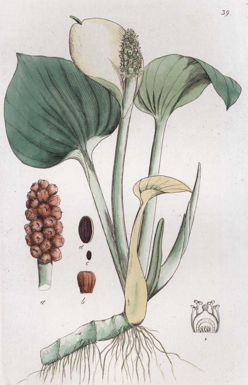 Sumpf-Calla Calla palustris, 1804-1811 von Johan Wilhelm Palmstruch