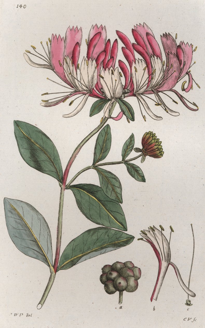 Geißblatt Lonicera periclymenum von Johan Wilhelm Palmstruch