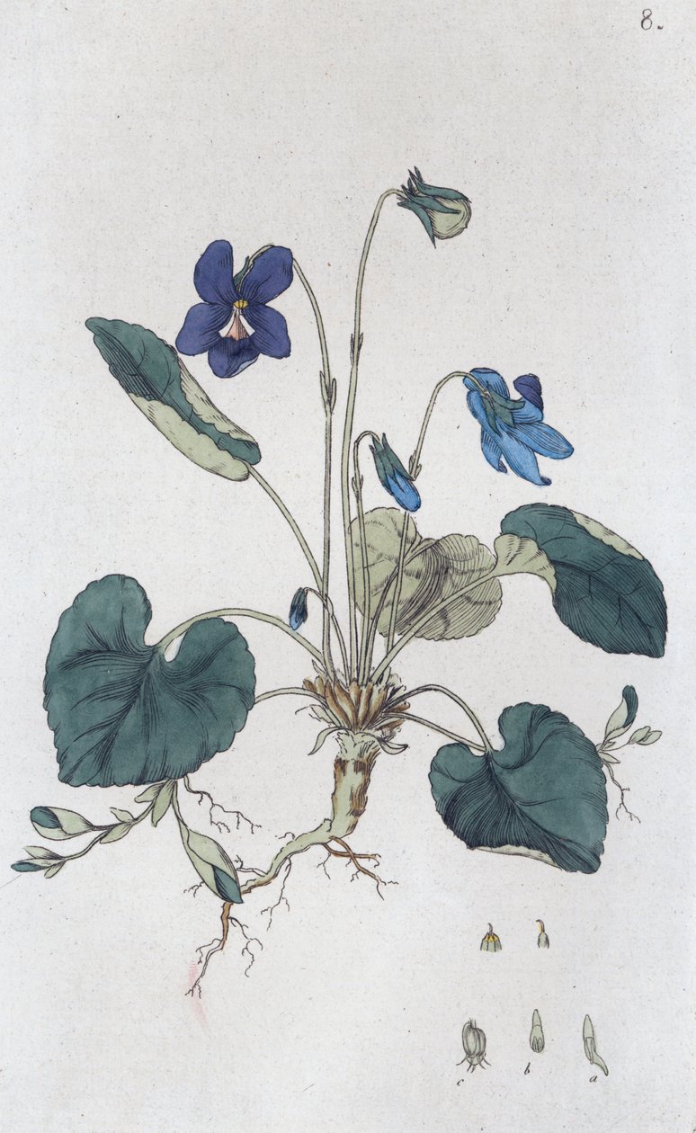 Duftveilchen Viola odorata, 1804-1811 von Johan Wilhelm Palmstruch