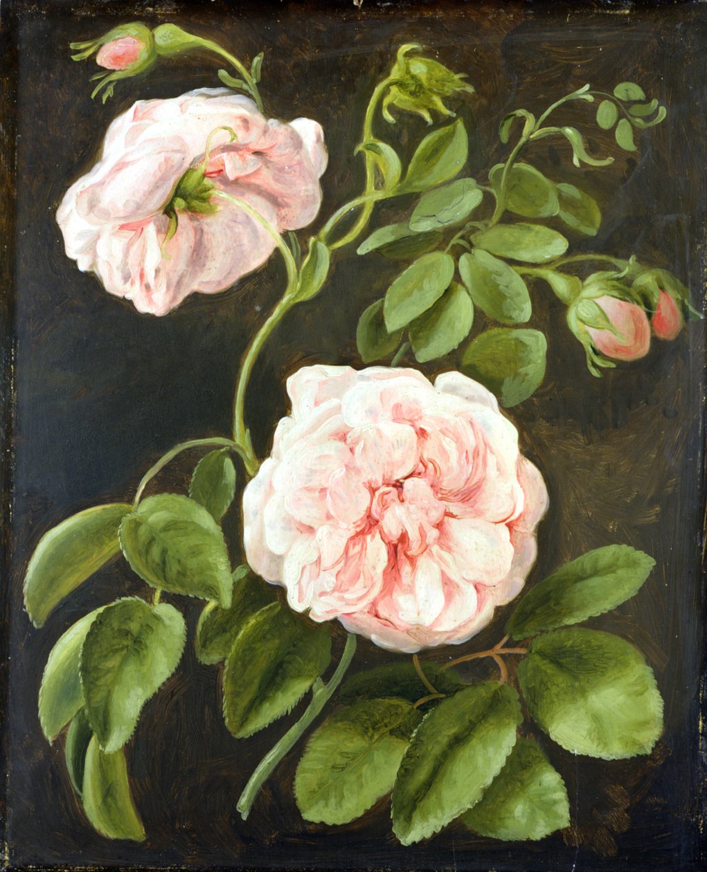 Blumenstudie von Johann Friedrich August Tischbein