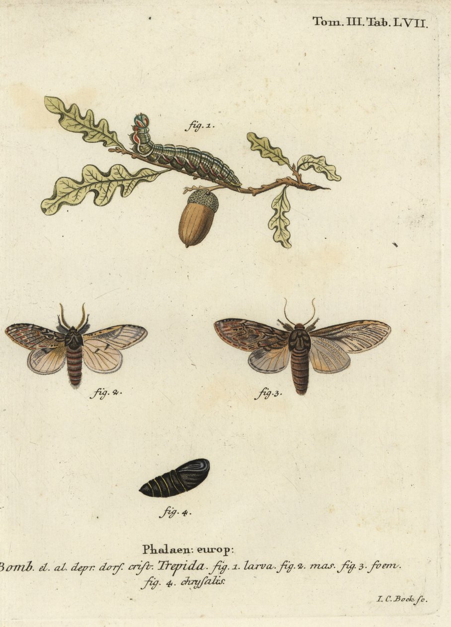 Große Hervorragende, Peridea anceps von Johann Carl Bock