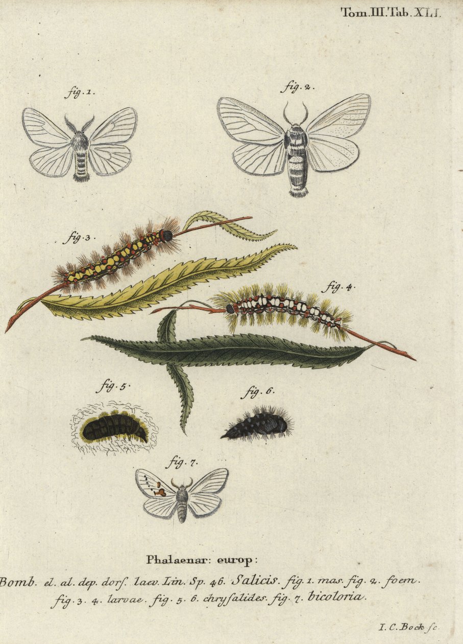 Weiße Satin- und Weiße Prominent-Motten von Johann Carl Bock