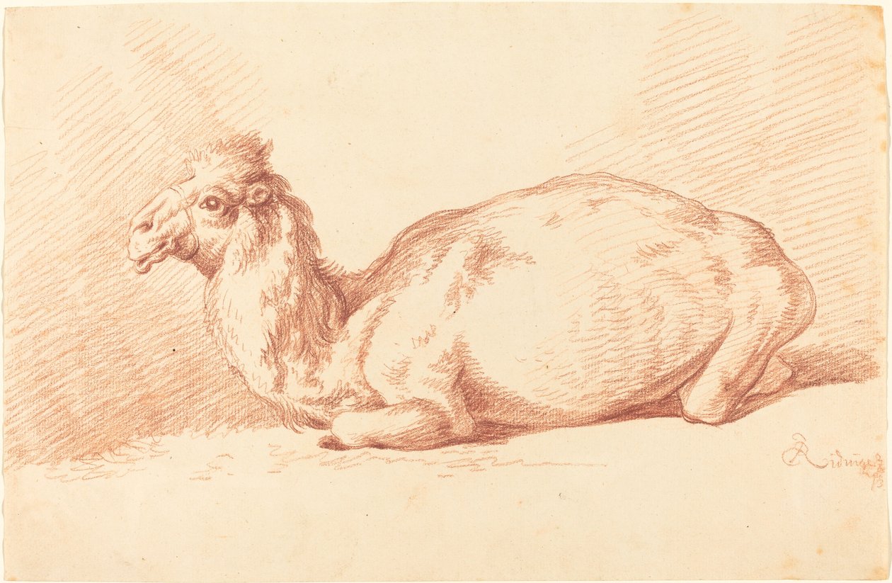 Ein Dromedar von Johann Elias Ridinger